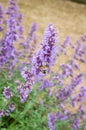 Hummingbird Hawk-Moth - Macroglossum stellatarum