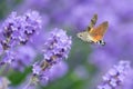 The hummingbird hawk-moth Macroglossum stellatarum