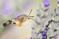 The hummingbird hawk-moth Macroglossum stellatarum is a species of hawk moth