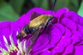 Hummingbird hawk-moth,Macroglossum stellatarum Royalty Free Stock Photo