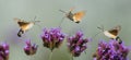 Hummingbird Hawk Moth Macroglossum stellatarum sucking nectar from flower Royalty Free Stock Photo