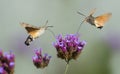 Hummingbird Hawk Moth Macroglossum stellatarum sucking nectar from flower