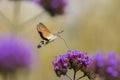 Hummingbird Hawk Moth Macroglossum stellatarum sucking nectar from flower Royalty Free Stock Photo