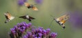 Hummingbird Hawk Moth Macroglossum stellatarum sucking nectar from flower