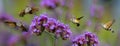 Hummingbird Hawk Moth Macroglossum stellatarum sucking nectar from flower Royalty Free Stock Photo