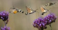 Hummingbird Hawk Moth Macroglossum stellatarum sucking nectar from flower Royalty Free Stock Photo