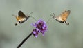 Hummingbird Hawk Moth Macroglossum stellatarum sucking nectar from flower Royalty Free Stock Photo