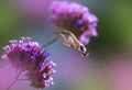 Hummingbird Hawk Moth Macroglossum stellatarum sucking nectar from flower Royalty Free Stock Photo