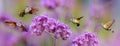 Hummingbird Hawk Moth Macroglossum stellatarum sucking nectar from flower Royalty Free Stock Photo