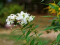 Hummingbird hawk-moth nectar-feeding while hovering at a white flower