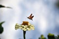 Hummingbird hawk-moth nectaring among the flowers of zinnia