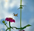 Hummingbird hawk-moth nectaring among the flowers of zinnia