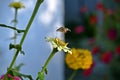 Hummingbird hawk-moth nectaring among the flowers of zinnia. Mint, stellatarum.