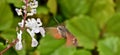 Hummingbird hawk-moth Nectaring on Swedish ivy