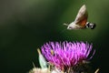 The hummingbird hawk-moth over a purple thistle.