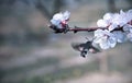 Hummingmoth pollinate a flower Royalty Free Stock Photo