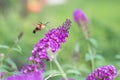 Hummingbird hawk moth on purple butterfly bush.