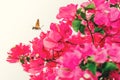Hummingbird hawk moth in spain near pink bougainvillea flowers