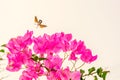 Hummingbird hawk moth in spain near pink bougainvillea flowers Royalty Free Stock Photo