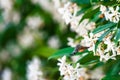 Hummingbird hawk-moth on flower. Macroglossum stellatarum hovering over flower while preparing its long proboscis to collect Royalty Free Stock Photo