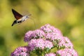 Hummingbird hawk-moth