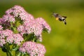 Hummingbird hawk-moth