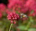 Hummingbird Hawkmoth