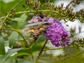 Hummingbird hawkmoth feeding in flight 1 Royalty Free Stock Photo