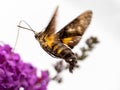 Hummingbird hawkmoth feeding in flight 4 Royalty Free Stock Photo