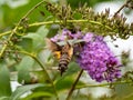 Hummingbird hawkmoth feeding in flight 2 Royalty Free Stock Photo