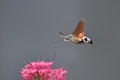 Hummingbird Hawkmoth