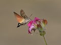 Hummingbird Hawkmoth Royalty Free Stock Photo