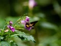 Hummingbird hawkmoth feeds from flowers along a river in Yamato, Japan Royalty Free Stock Photo
