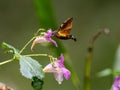 Hummingbird hawkmoth feeds from flowers along a river in Yamato, Kanagawa, Japan Royalty Free Stock Photo