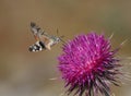 Hummingbird Hawkmoth Royalty Free Stock Photo