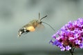 Hummingbird Hawkmoth Royalty Free Stock Photo