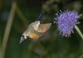 Hummingbird Hawkmoth Royalty Free Stock Photo