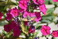 Hummingbird hawkmoth (Macroglossum stellatarum) - pink flowering Phlox Royalty Free Stock Photo