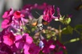 Hummingbird hawkmoth (Macroglossum stellatarum) - pink flowering Phlox Royalty Free Stock Photo