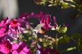 Hummingbird hawkmoth (Macroglossum stellatarum) - pink flowering Phlox Royalty Free Stock Photo