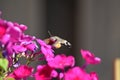 Hummingbird hawkmoth (Macroglossum stellatarum) - pink flowering Phlox Royalty Free Stock Photo