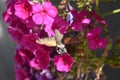 Hummingbird hawkmoth (Macroglossum stellatarum) - pink flowering Phlox Royalty Free Stock Photo