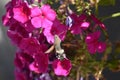 Hummingbird hawkmoth (Macroglossum stellatarum) - pink flowering Phlox Royalty Free Stock Photo