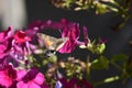 Hummingbird hawkmoth (Macroglossum stellatarum) - pink flowering Phlox Royalty Free Stock Photo