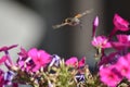 Hummingbird hawkmoth (Macroglossum stellatarum) - pink flowering Phlox Royalty Free Stock Photo