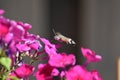 Hummingbird hawkmoth (Macroglossum stellatarum) - pink flowering Phlox Royalty Free Stock Photo
