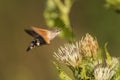 Hummingbird hawkmoth (Macroglossum stellatarum) Royalty Free Stock Photo