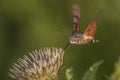 Hummingbird hawkmoth (Macroglossum stellatarum) Royalty Free Stock Photo