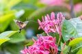 Hummingbird hawkmoths Macroglossum stellatarum drinking on flower Royalty Free Stock Photo