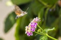 Hummingbird Hawkmoths (Macroglossum stellaturum) Royalty Free Stock Photo